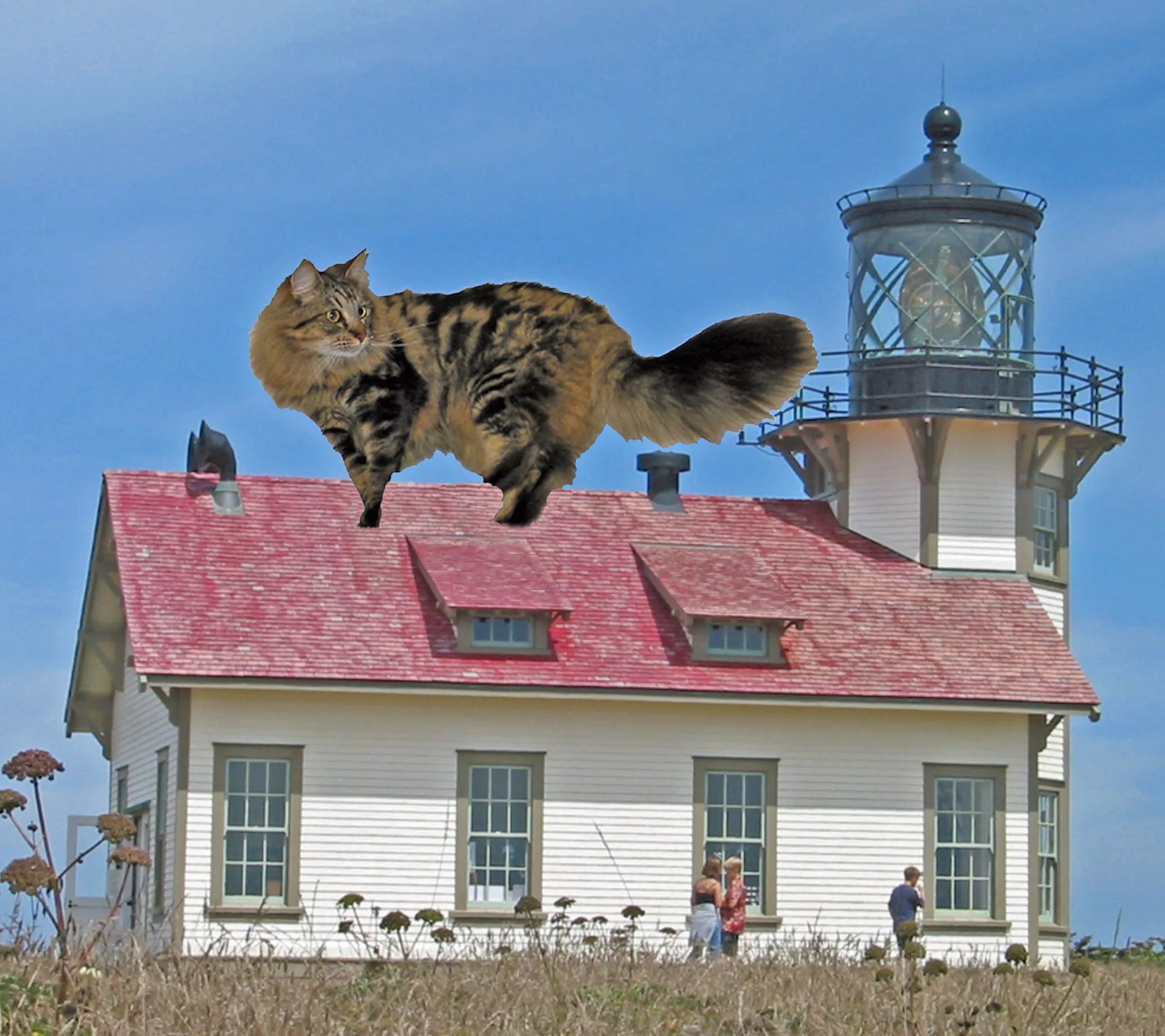 Cat bog ;.webp