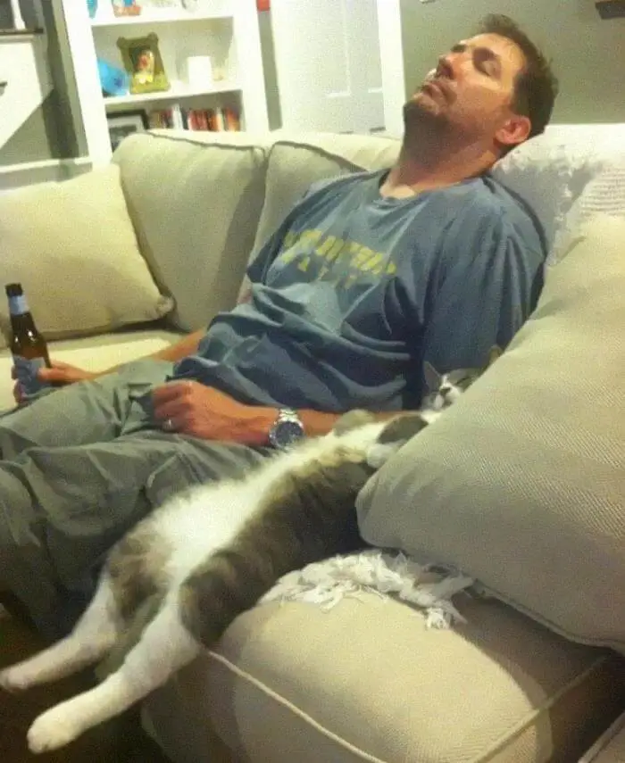 cat drunk.webp