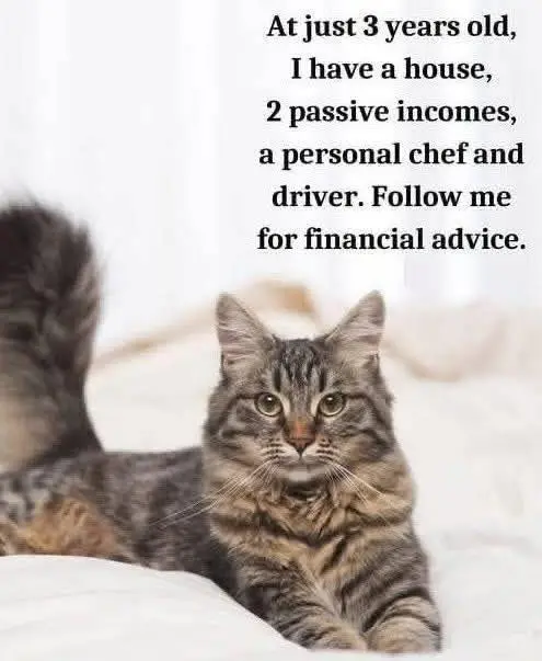 Cat Financial Adviser.webp