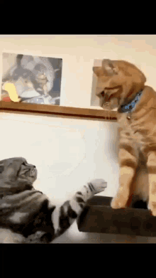 cat.gif