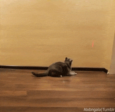 cat.gif