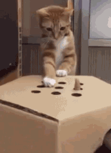 cat.gif