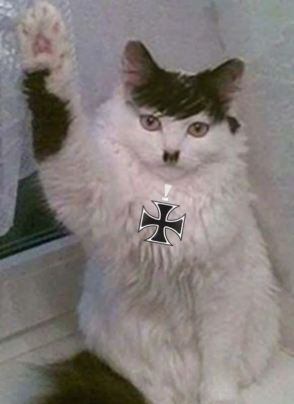 cat hitler.webp