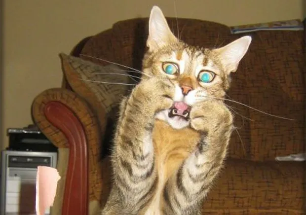 Cat-Looks-Shocked.webp
