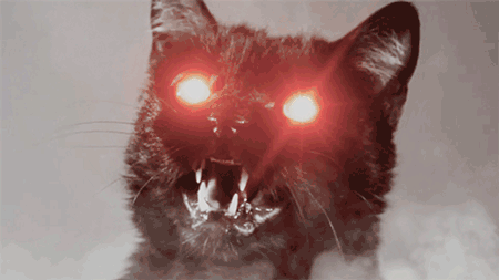 cat poss.gif