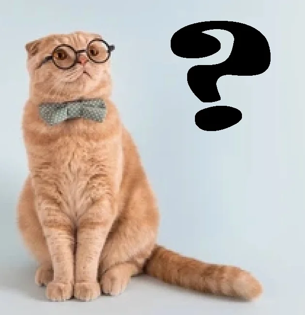 Cat Questioning.webp