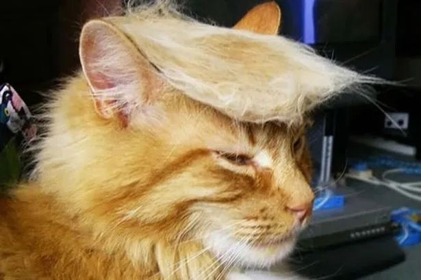 cat-trump-hair.webp