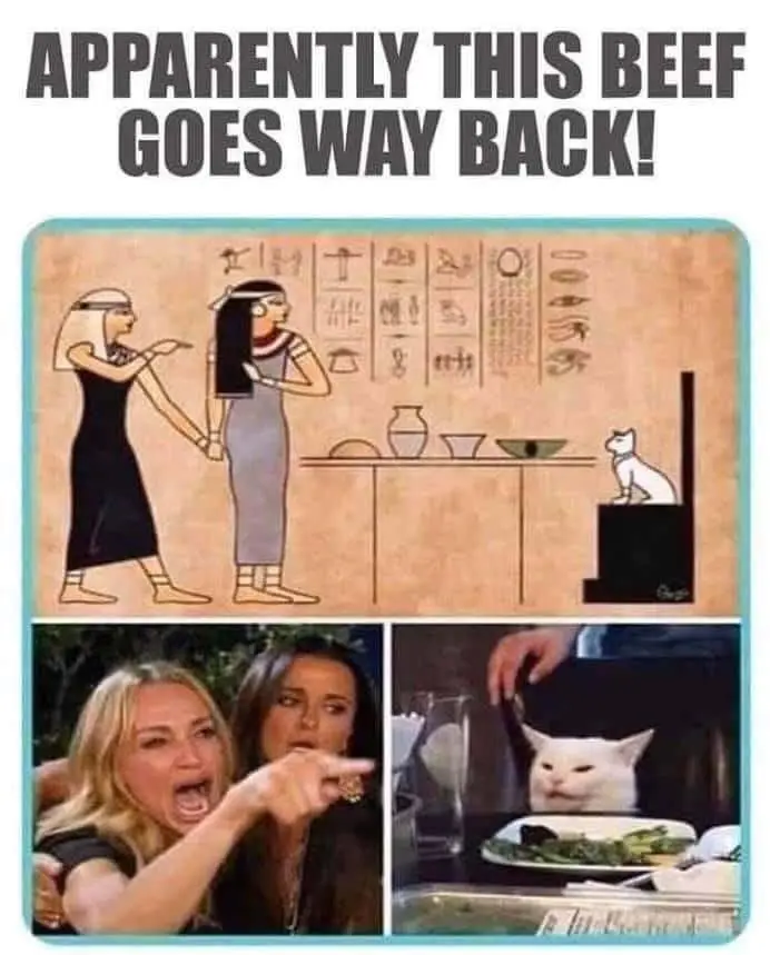 cat way back.webp