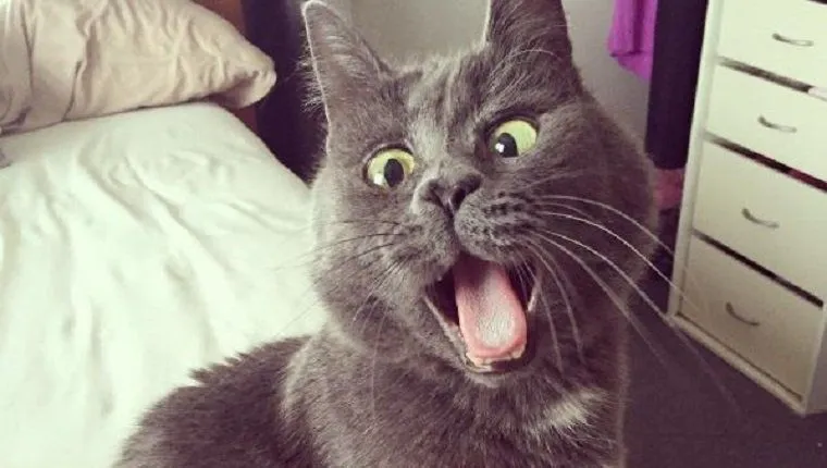 cat.webp