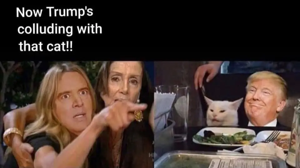 Cat.webp