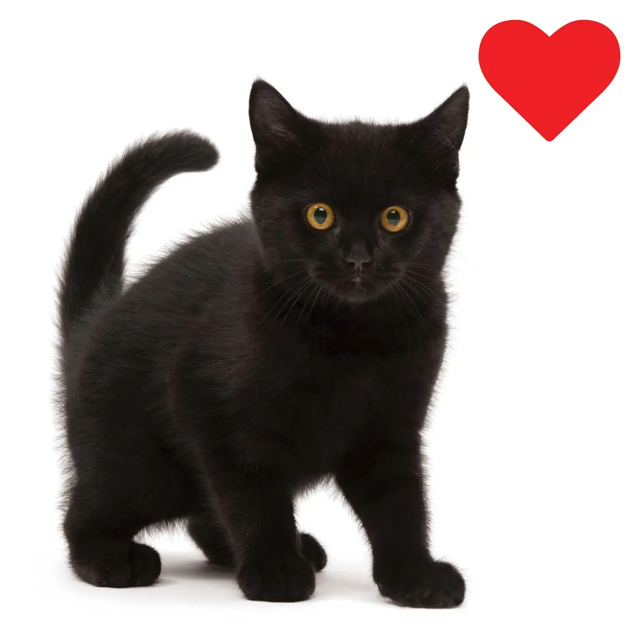 catit-Black-Cat-wall.webp