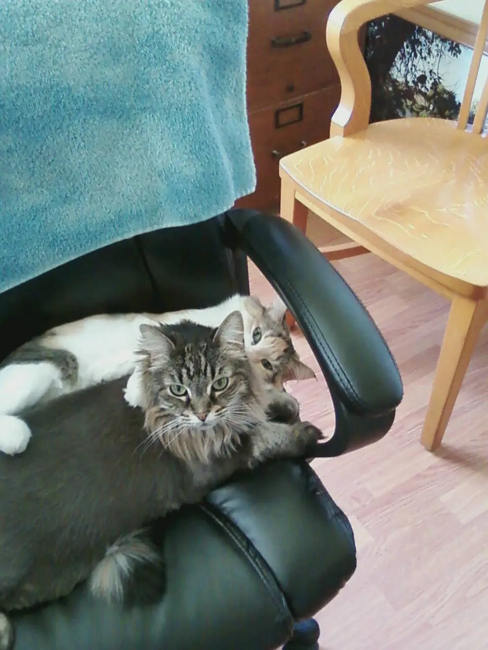 cats office chair 1.webp