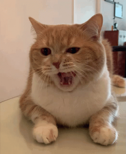 catyawn.gif
