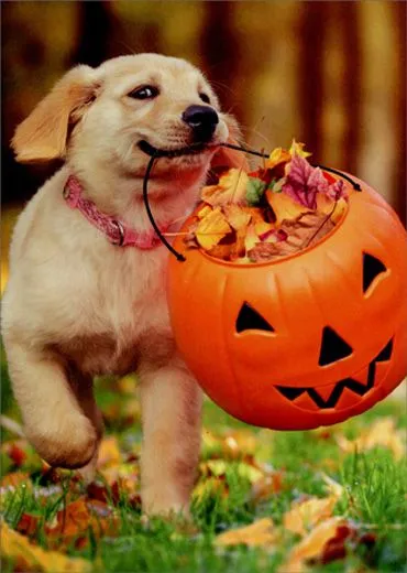 cd12216-puppy-with-pumpkin-bucket-cute-dog-halloween-card.webp