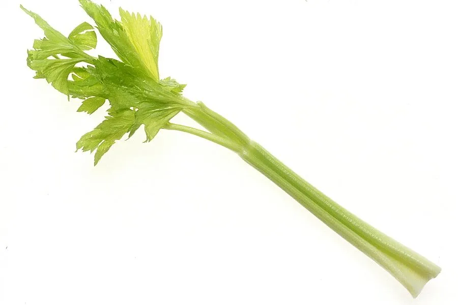 Celery_(1).jpg