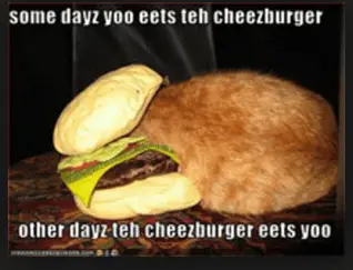 cheezburger.webp