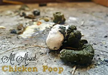 chicken poop.webp