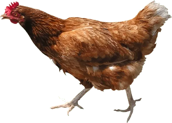 Chicken.webp