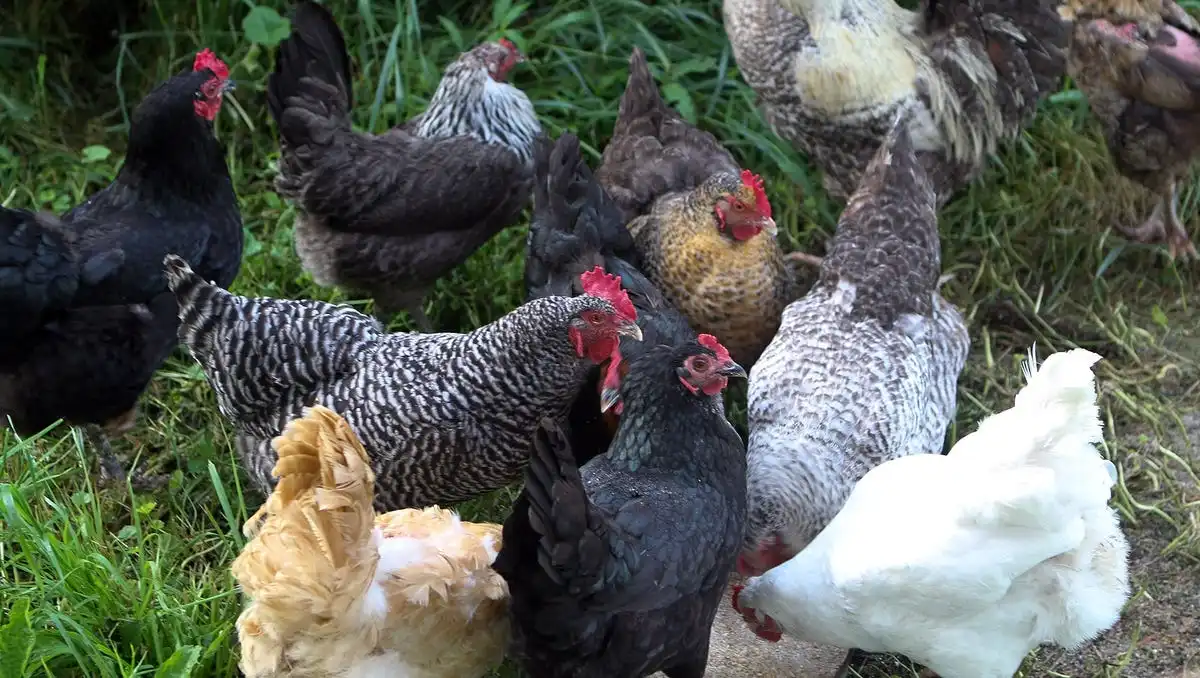 Chickens.webp