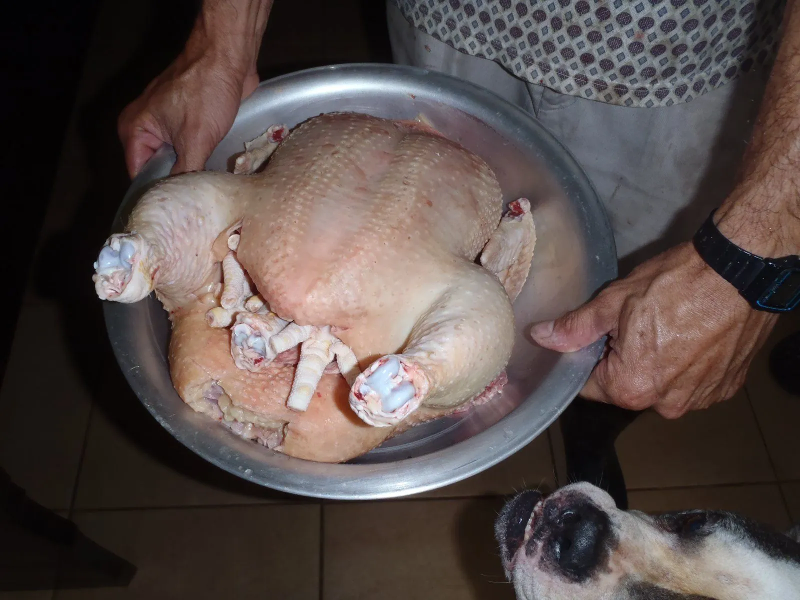 chickenz.webp