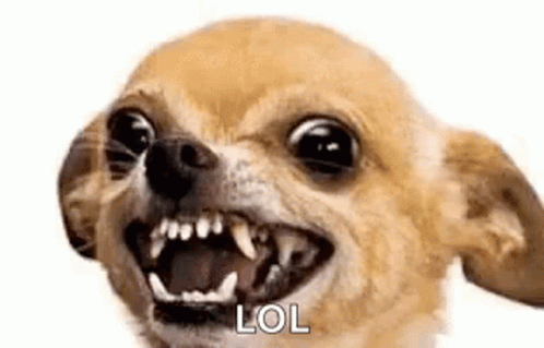 chihua.gif