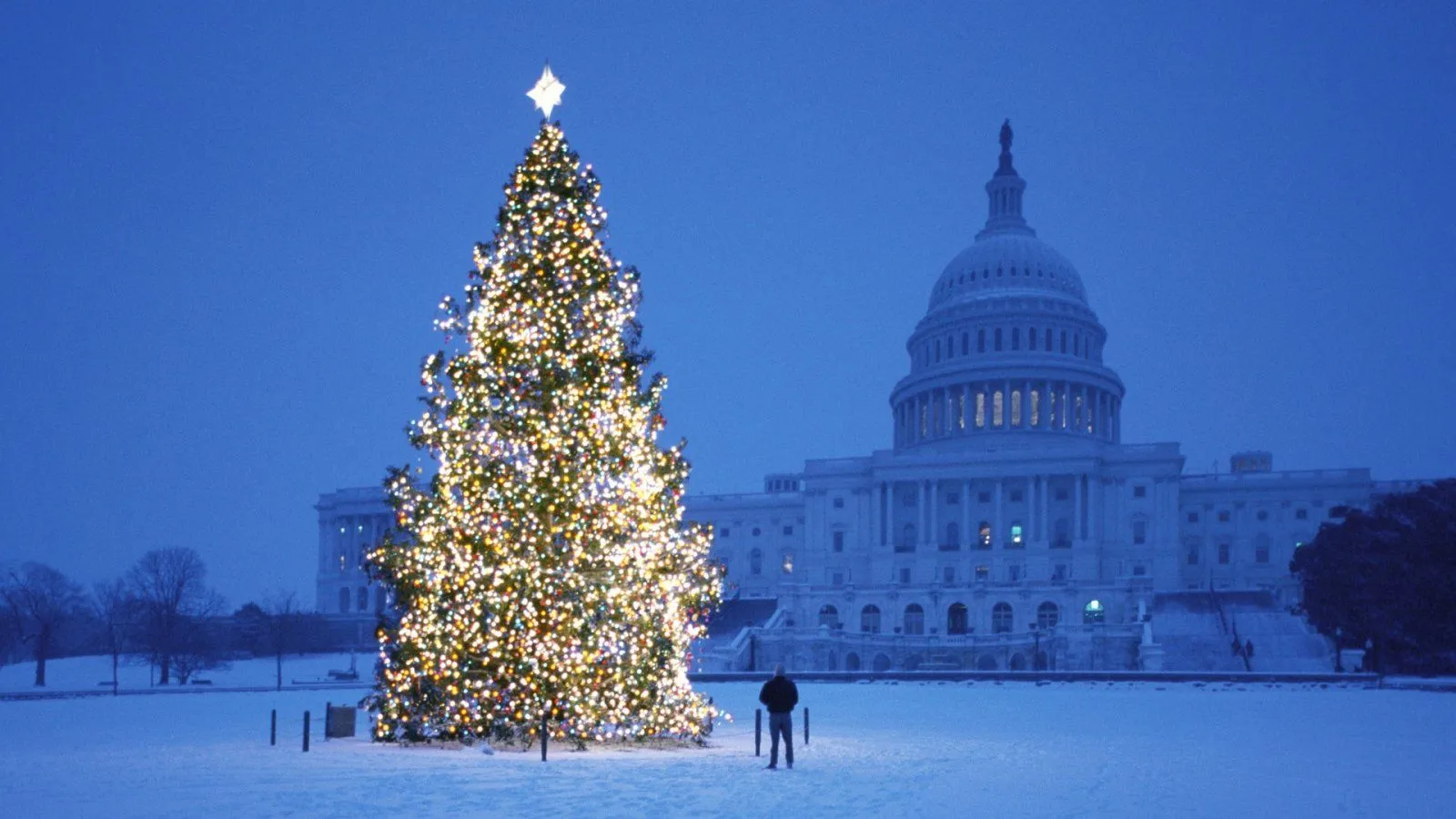 christmas-tree-in-front-of-capital-wallpaper.webp