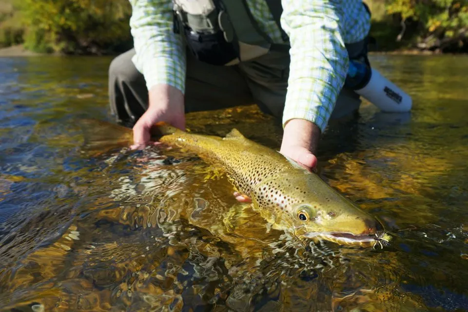 CnR_big-brown-trout.webp