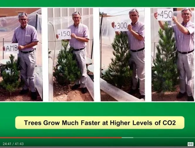 co2trees.jpg