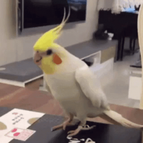 cockatiel-dance.gif