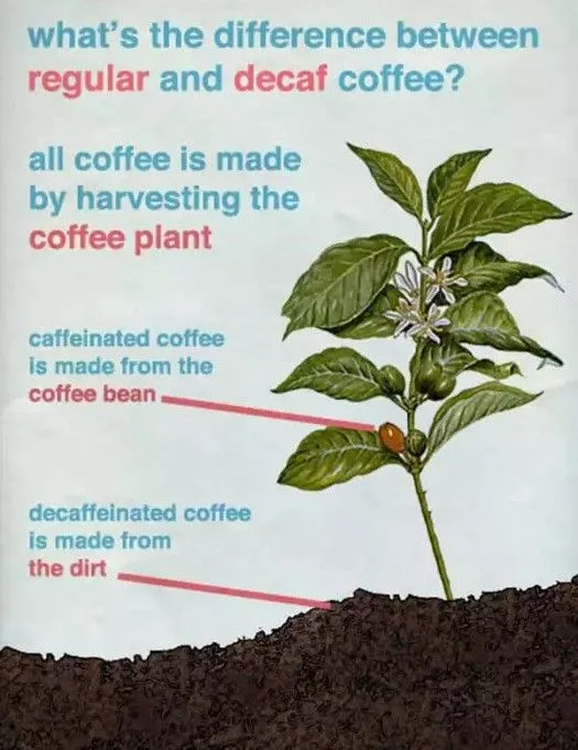 Coffee v decaf.webp