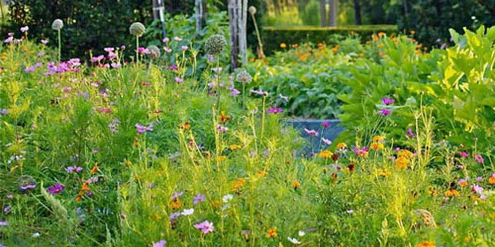 color aut field.webp