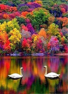 color swans.webp
