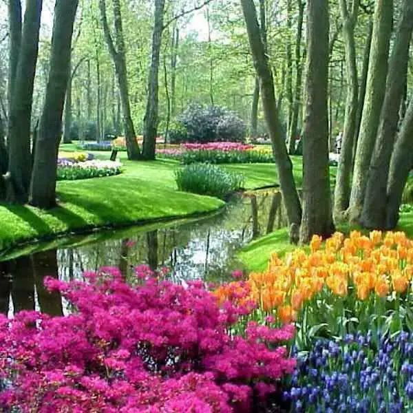 Colors garden.webp