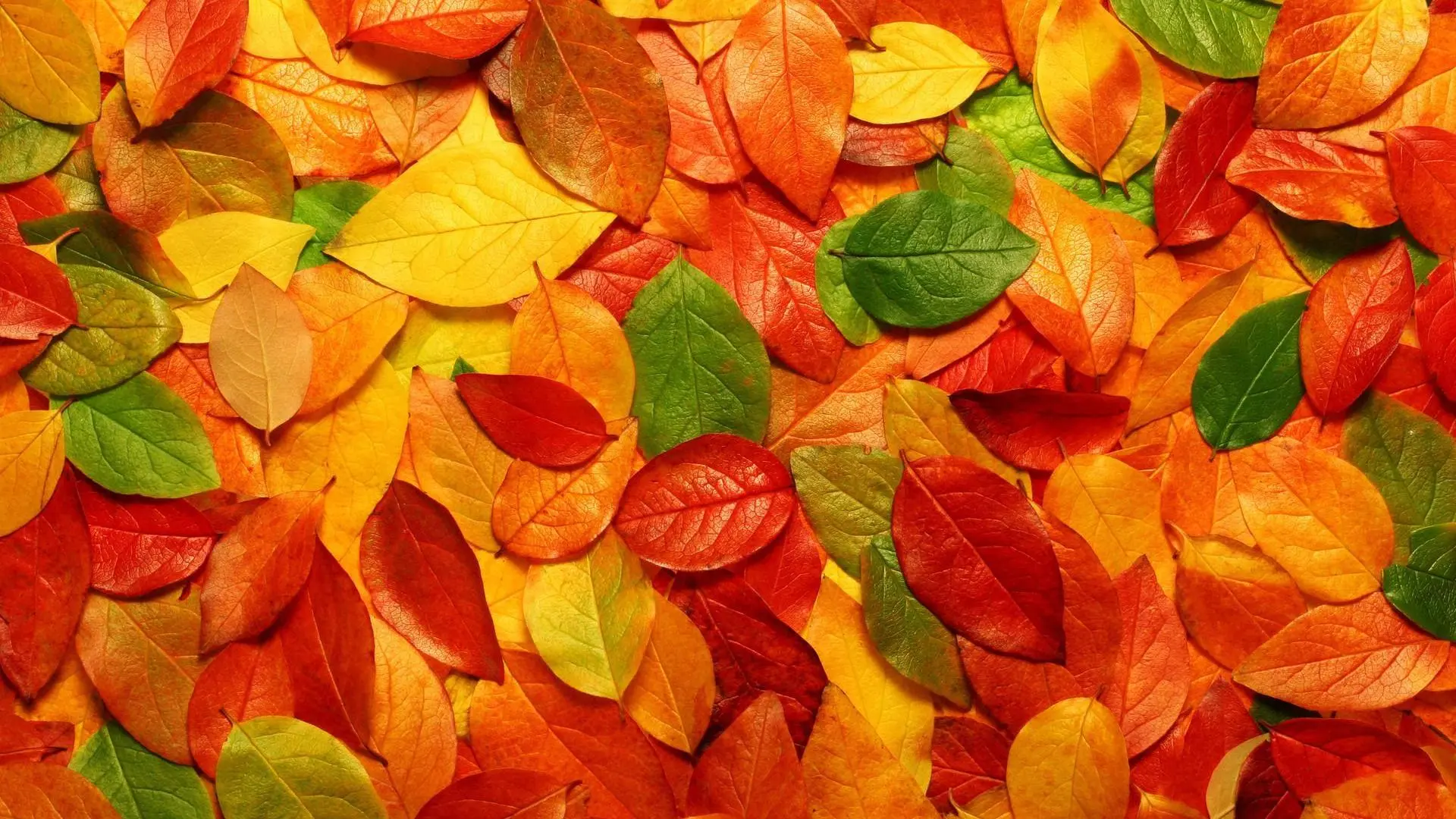 colors leaves.webp