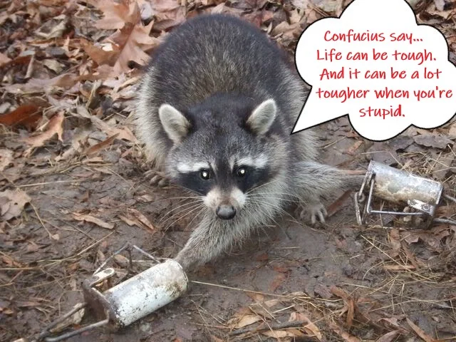 Confucius life is tough.webp