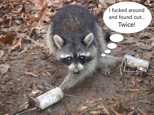 coon found out.webp