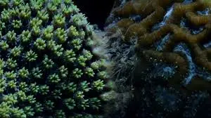 coral war.webp