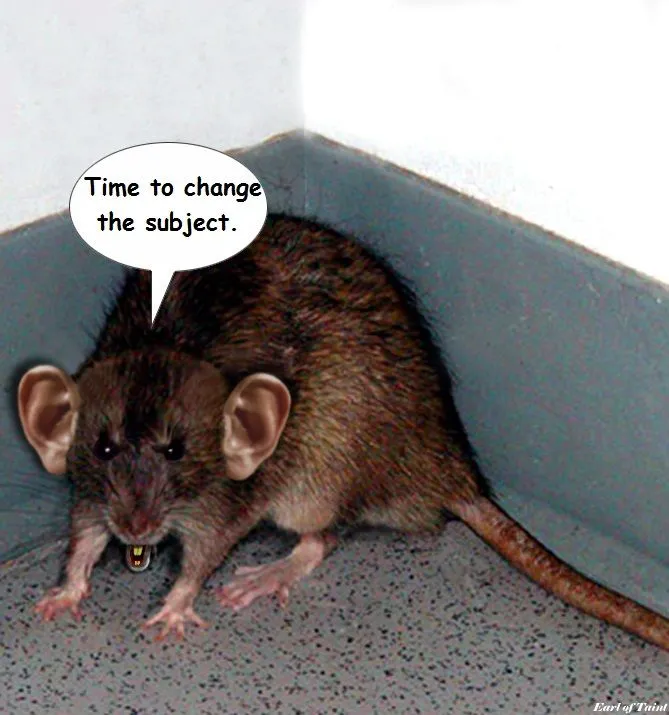 cornered-rat.webp
