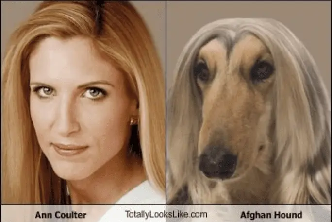 coulter.webp