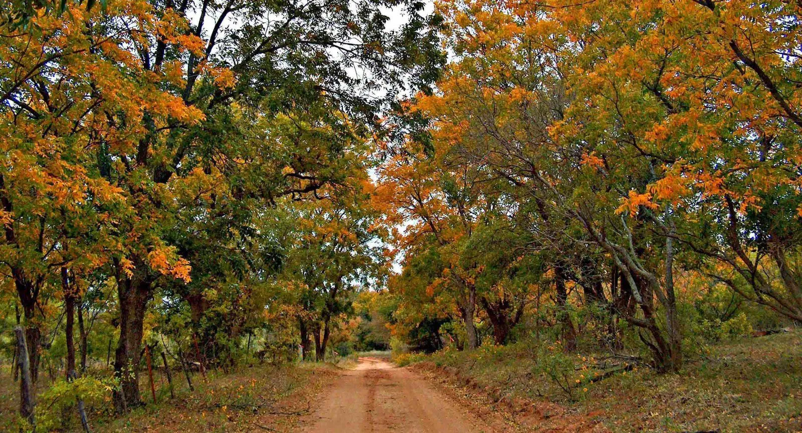 Country-Road_web.webp