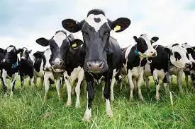 cow.webp