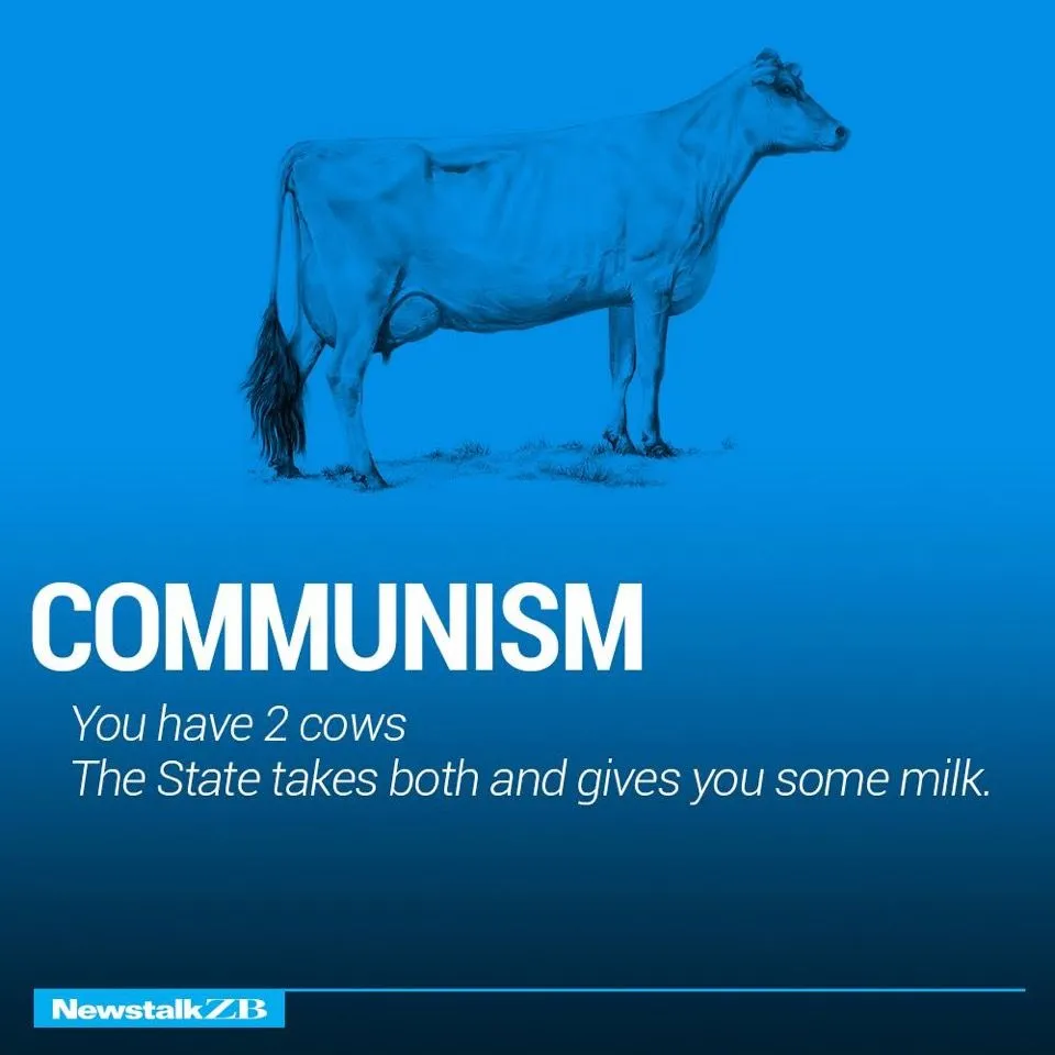 Cows 1.webp