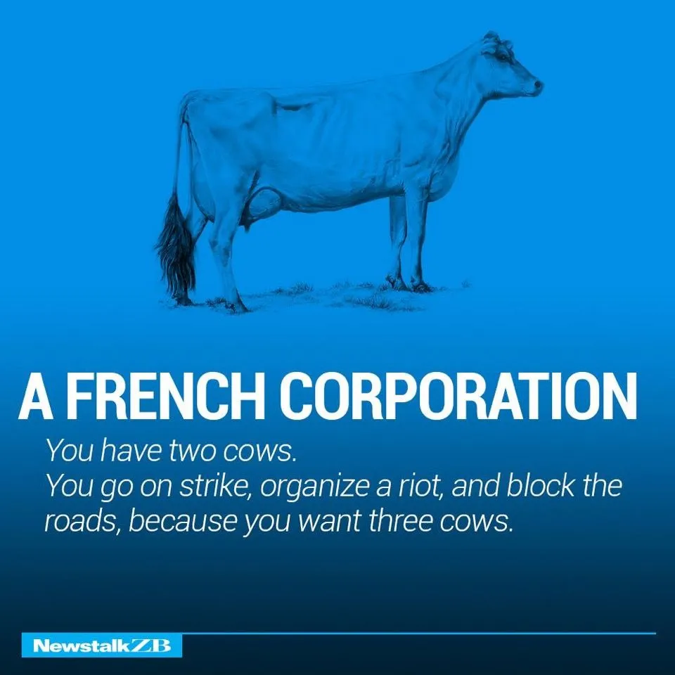 Cows 10.webp