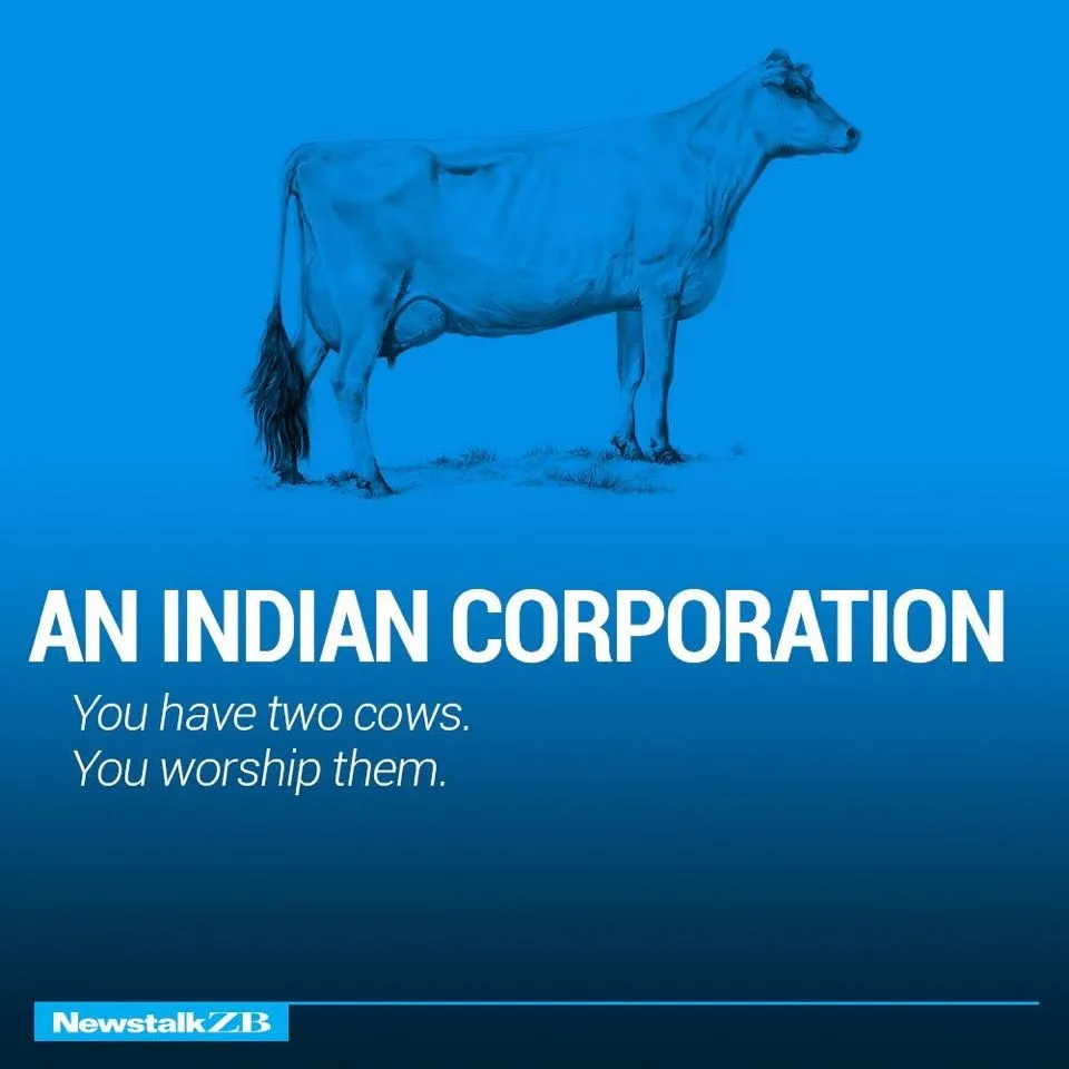 Cows 11.webp