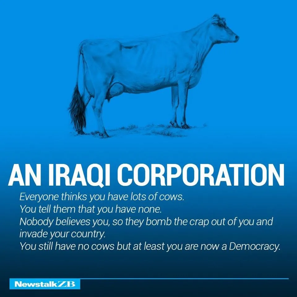 Cows 12.webp