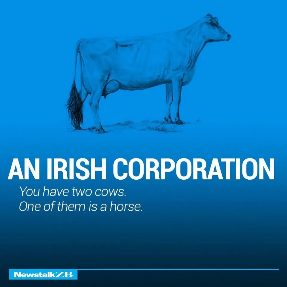 Cows 13.webp