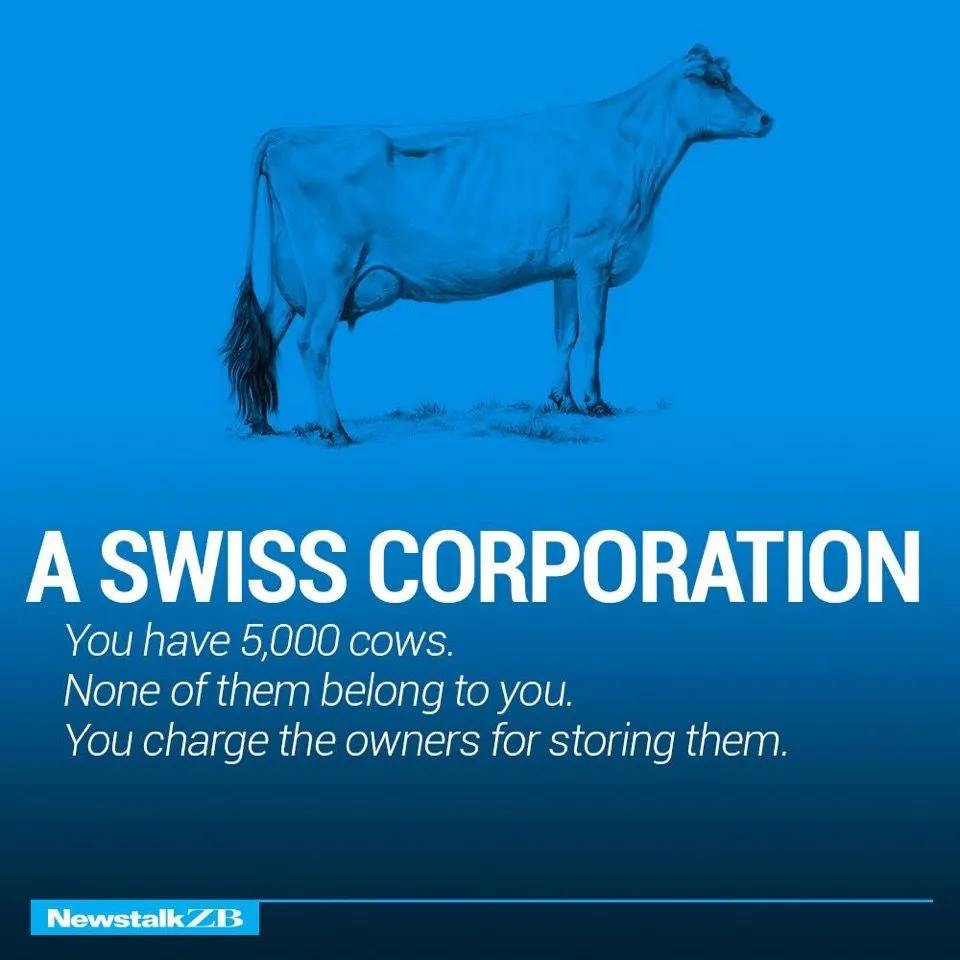 Cows 15.webp