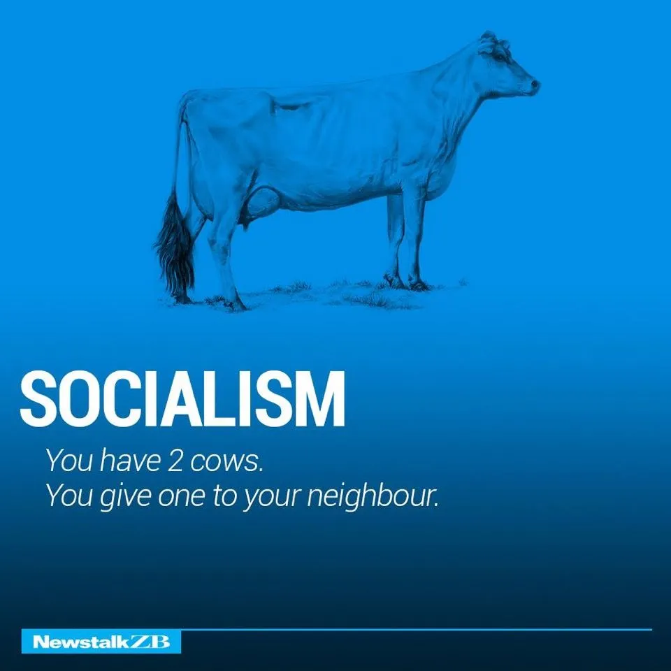 Cows 2.webp