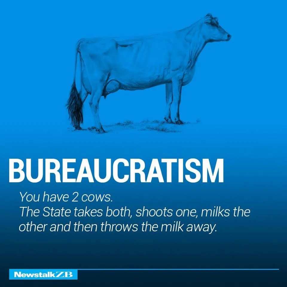 Cows 4.webp