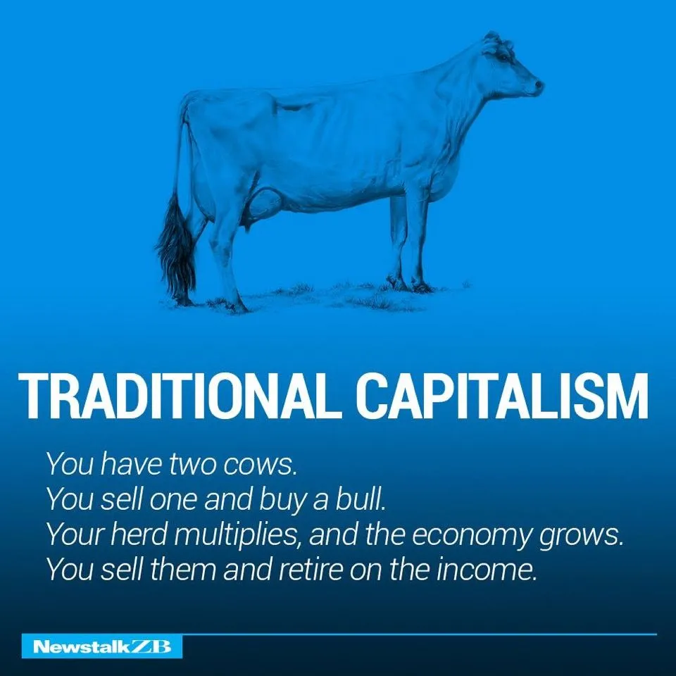Cows 5.webp